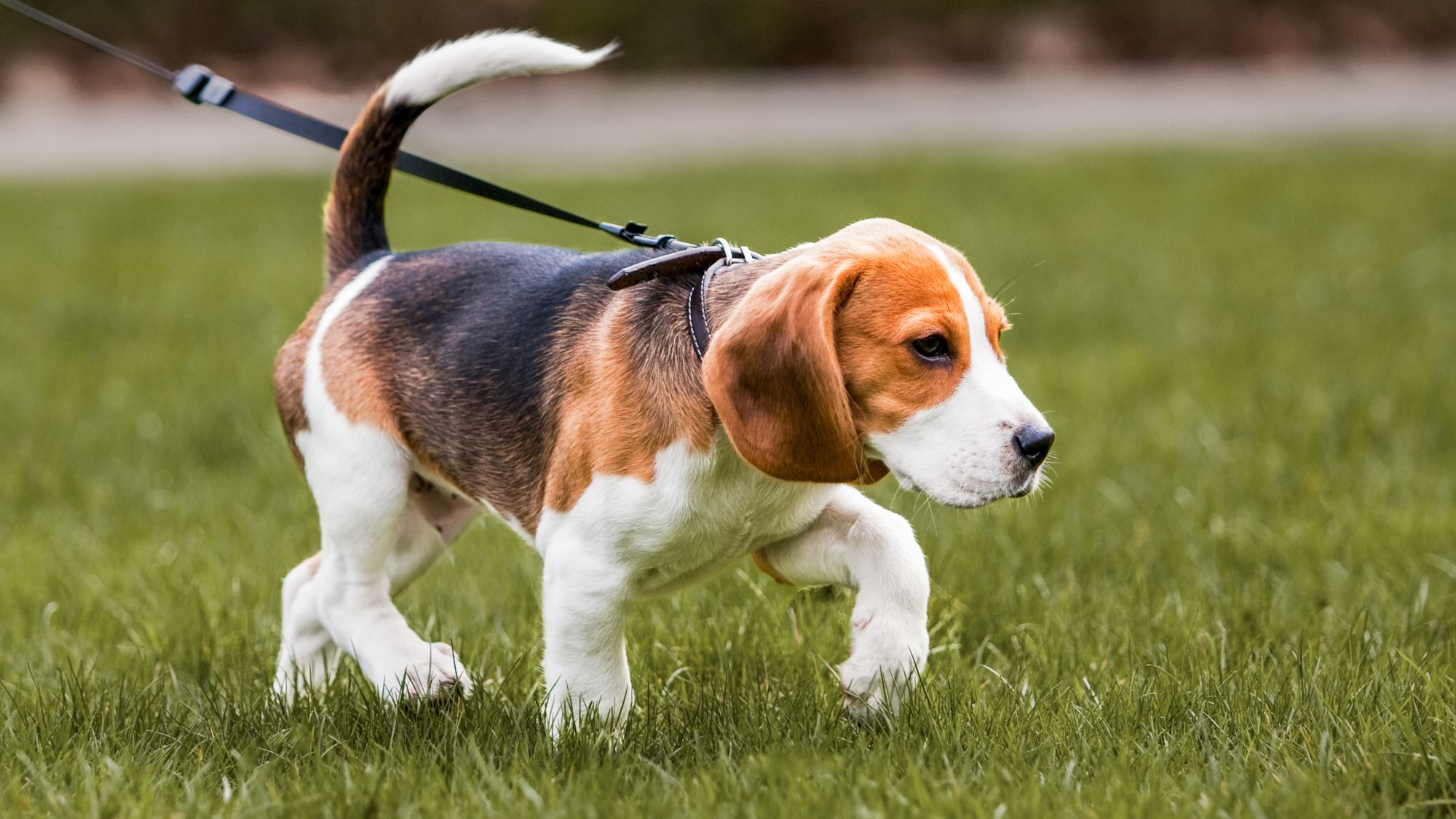how long should puppies go for walk