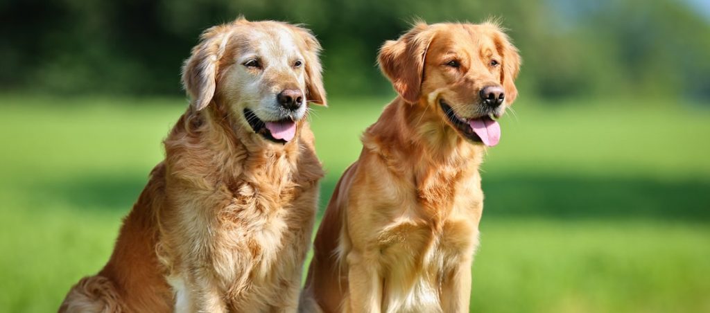 natural ways that can free your pet dog from joint pain and arthritis