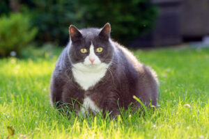 obesity in cats