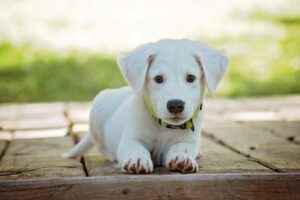 Puppy's Nutrition: The best puppy foods